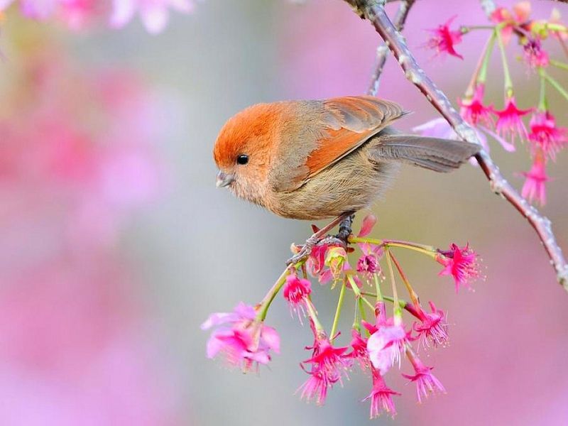 Beautiful Birds Wallpapers HD Pictures | One HD Wallpaper Pictures ...