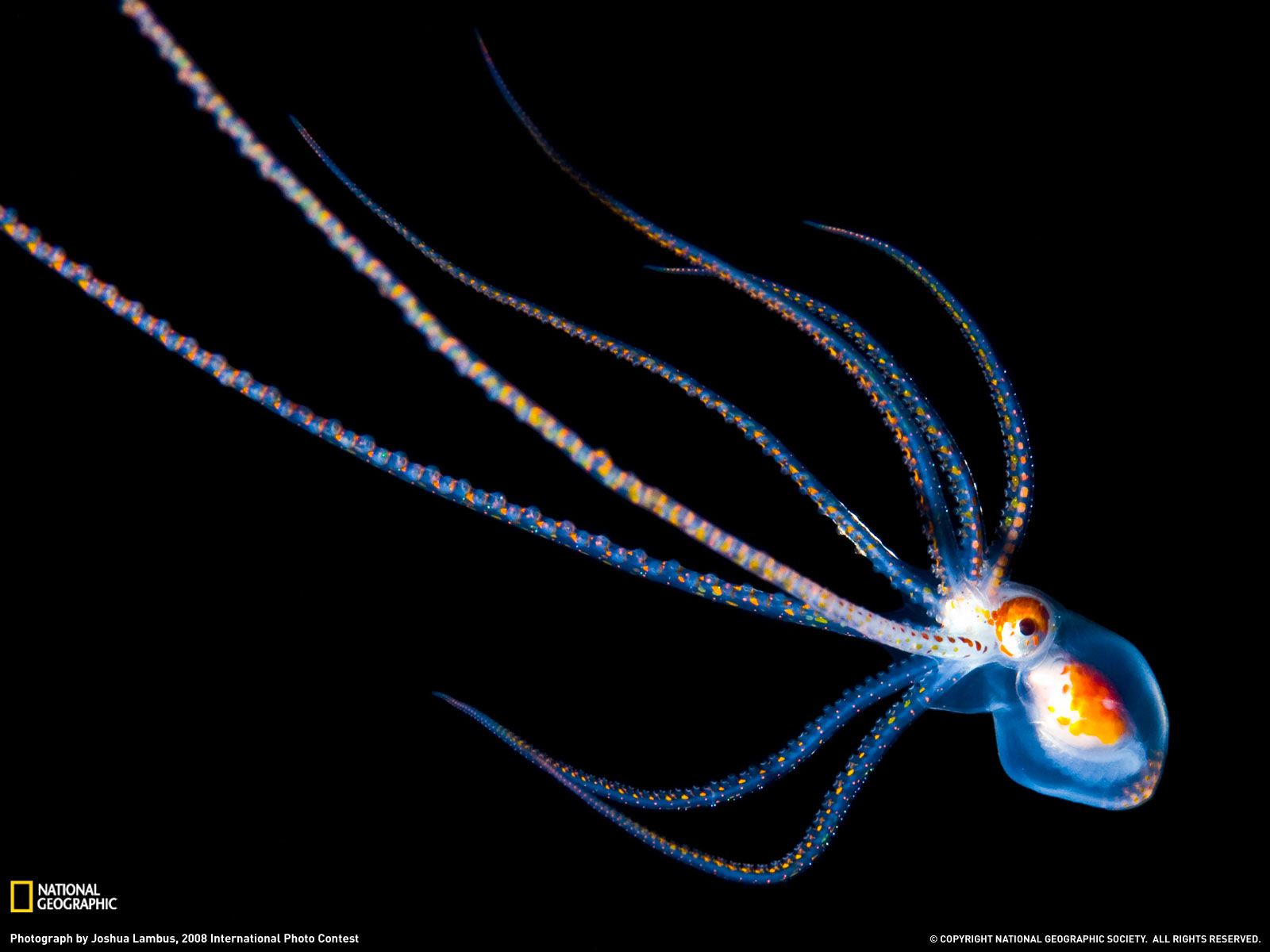 Octopus Photo, Hawaii Wallpaper - National Geographic Photo of the Day