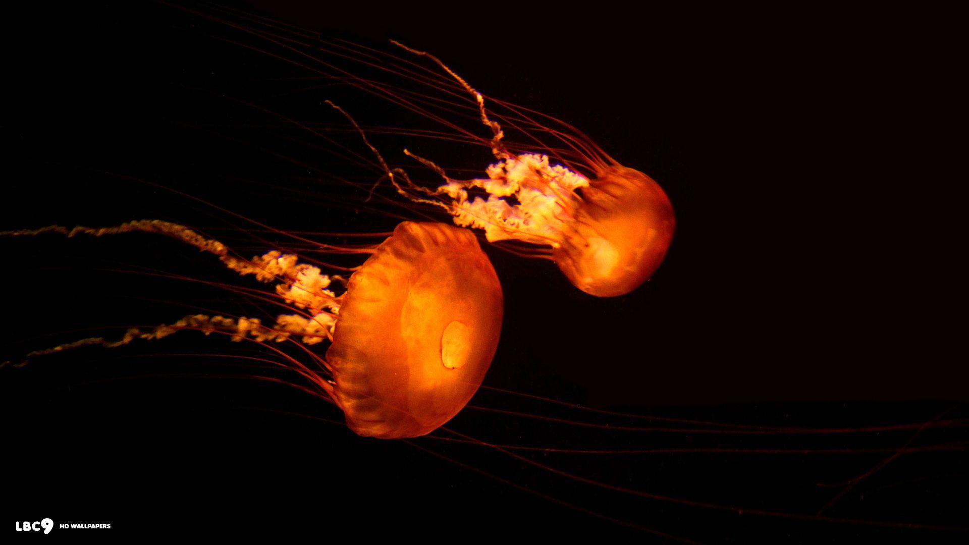 jellyfish wallpaper 9/62 | marine life hd backgrounds