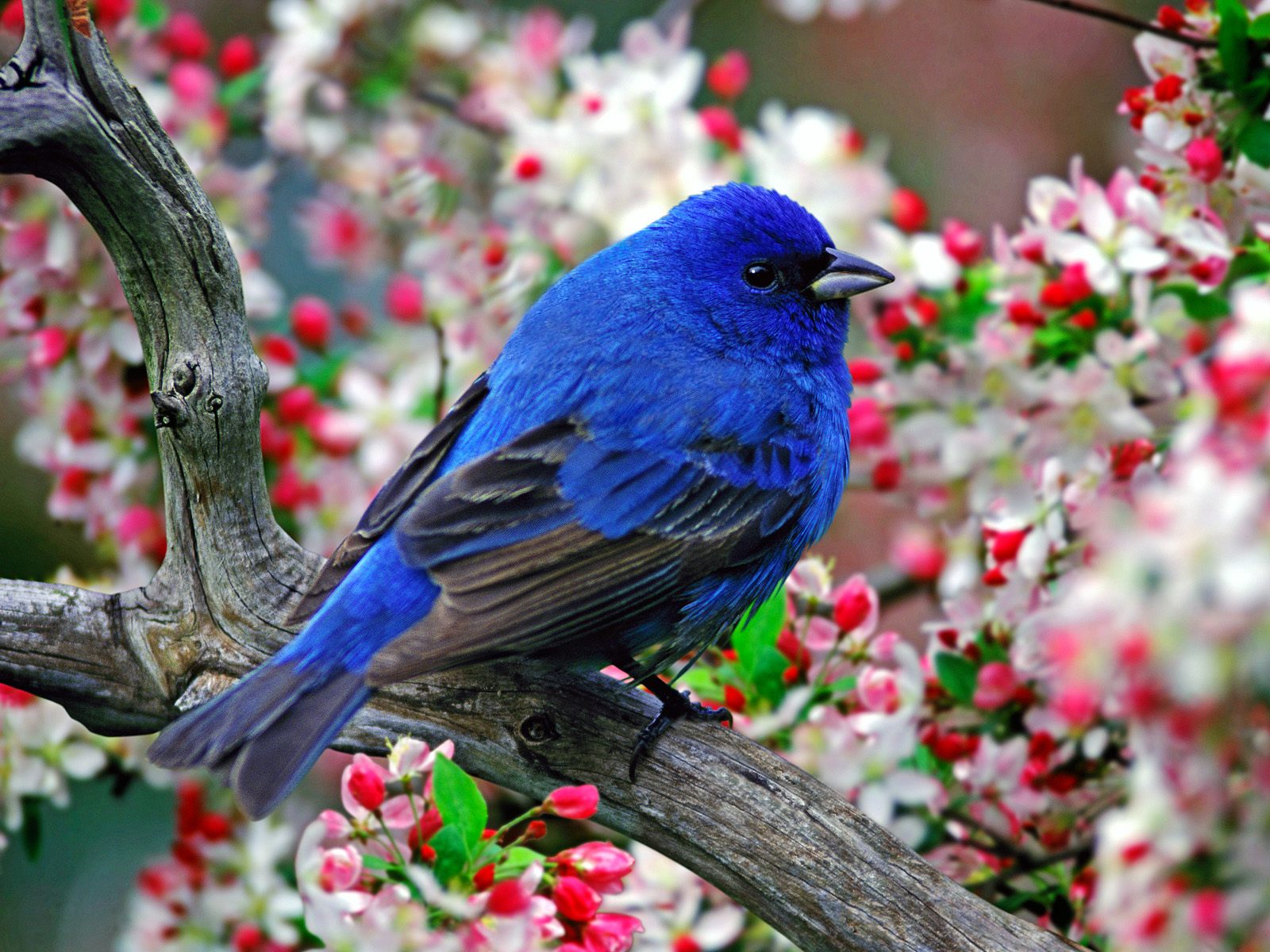 Birds Wallpapers Collection 45