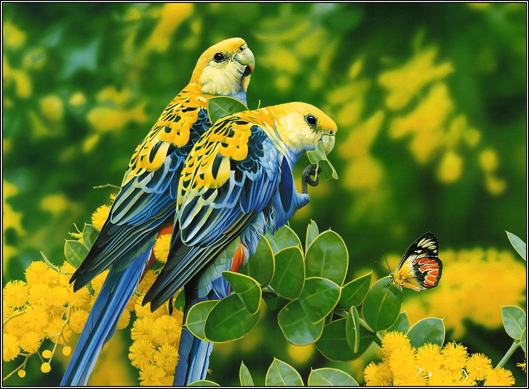 Beautiful Birds Wallpapers Pictures HD Wallpapers Pictures