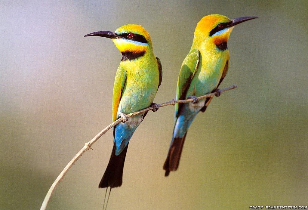 Unique Animals blogs 7 Beautiful Birds Wallpapers for Beautiful