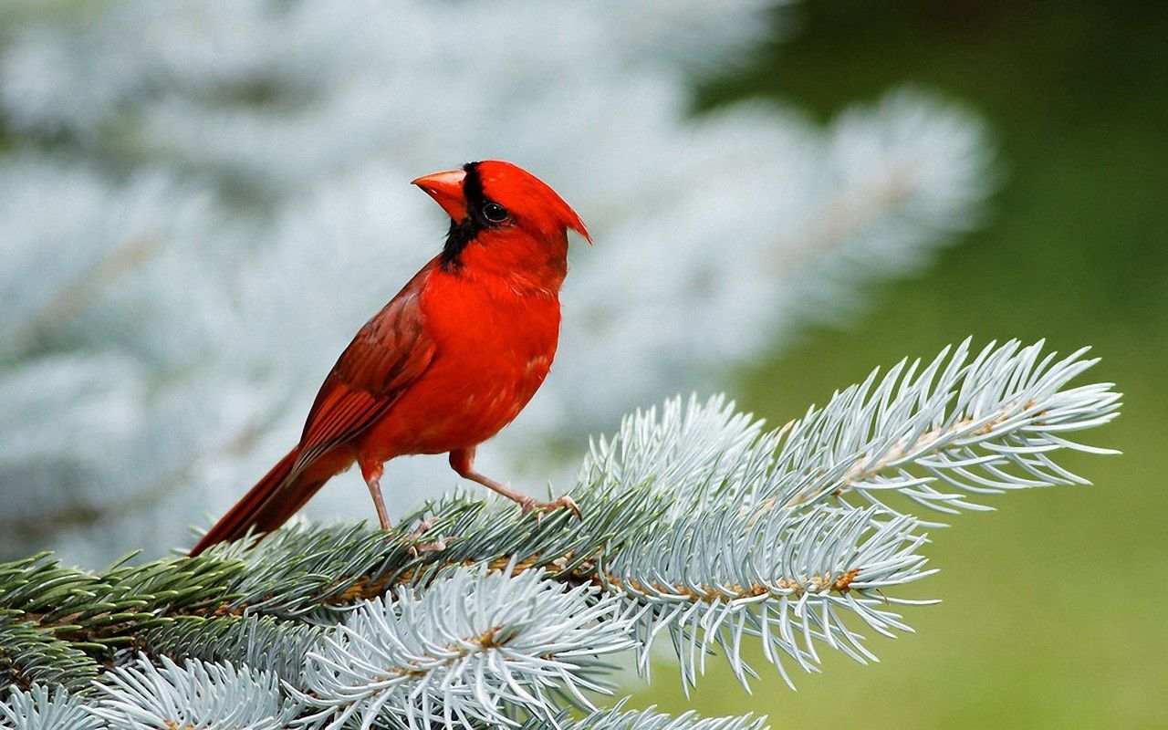 Red Birds Wallpapers Full HD Pictures
