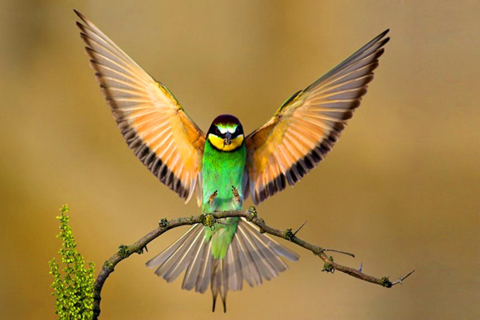Beautiful Wallpapers Of Birds - HD Wallpapers and Pictures