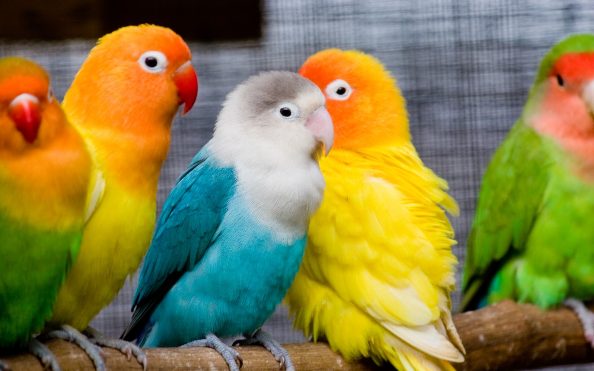 High Definition parrot wallpaper for free download
