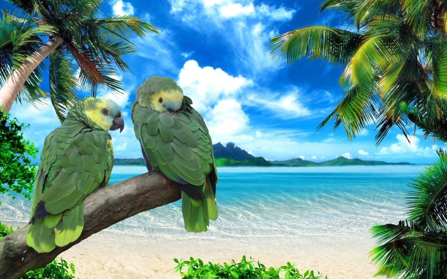 Birds-Wallpapers-For-Desktop-Free-Download.jpg