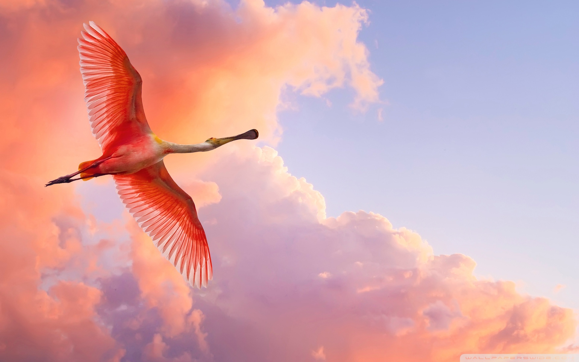 Beautiful Birds Flying HD desktop wallpaper : High Definition ...