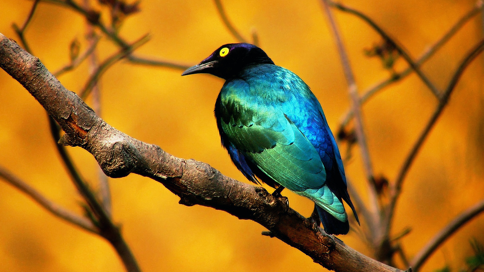 Birds Backgrounds free download | Wallpapers, Backgrounds, Images ...