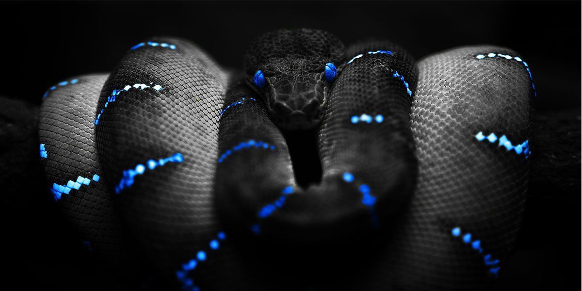 Blue Black Snakes Twitter Cover & Twitter Background | TwitrCovers