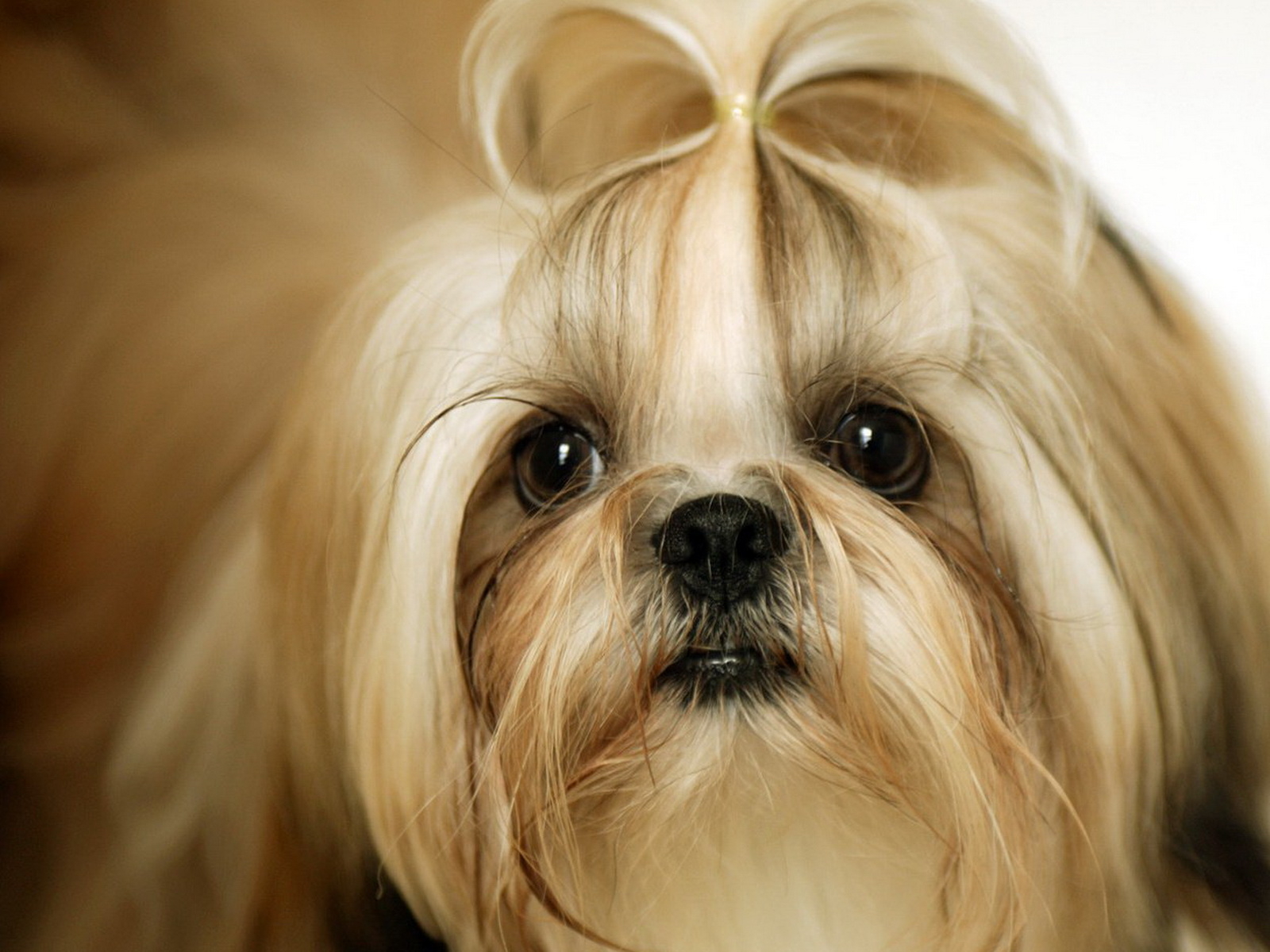 Shih Tzu wallpapers and images - wallpapers, pictures, photos