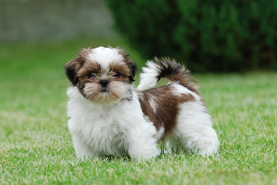 HD Shih Tzu Wallpapers and Photos HD Animals Backgrounds