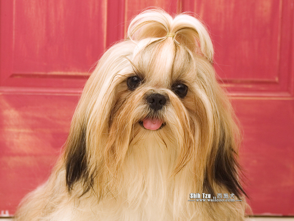 Shih Tzu Puppy Photos - Shih Tzu Dog wallpapers 1024x768 NO.3