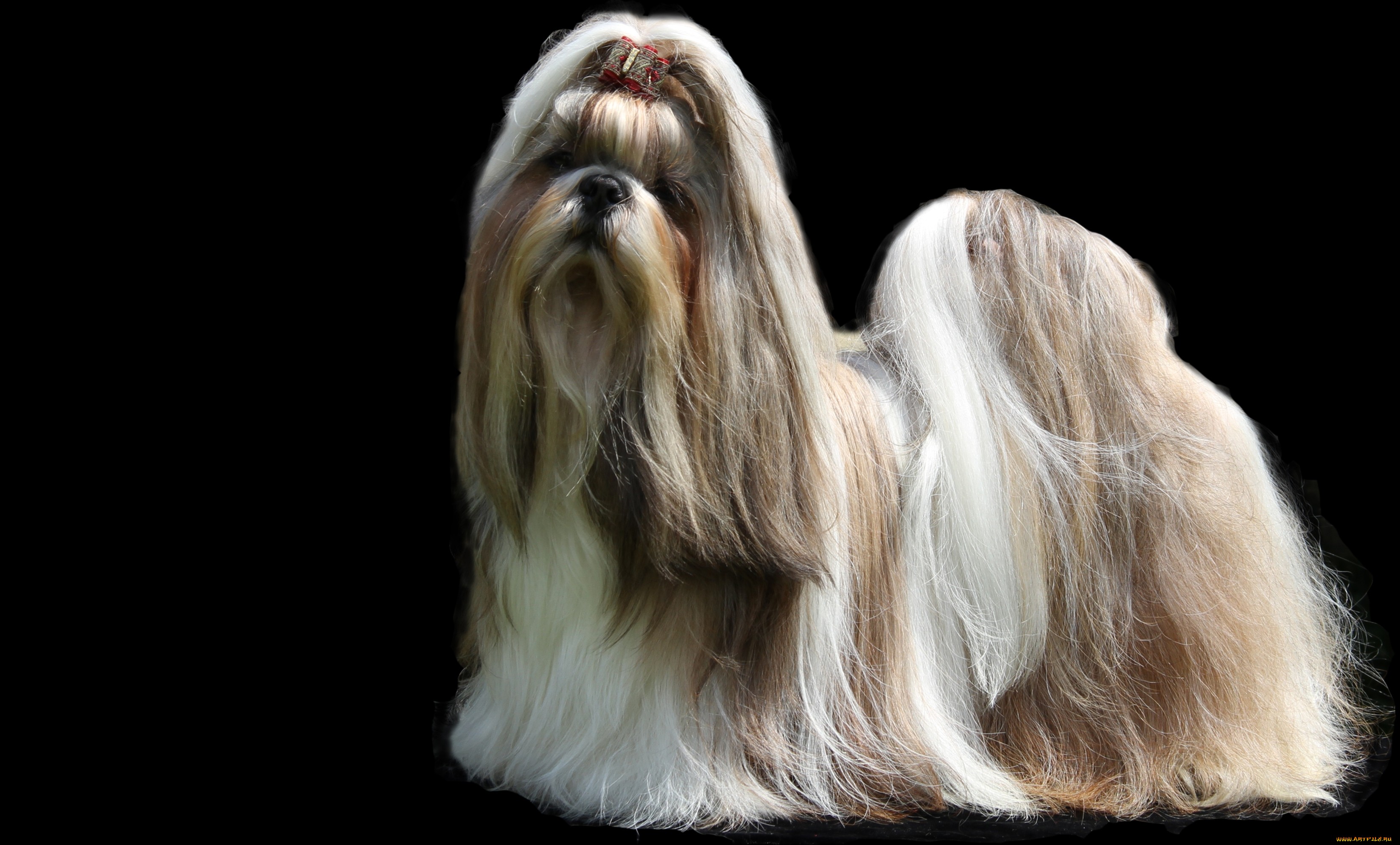2 Shih Tzu HD Wallpapers Backgrounds - Wallpaper Abyss