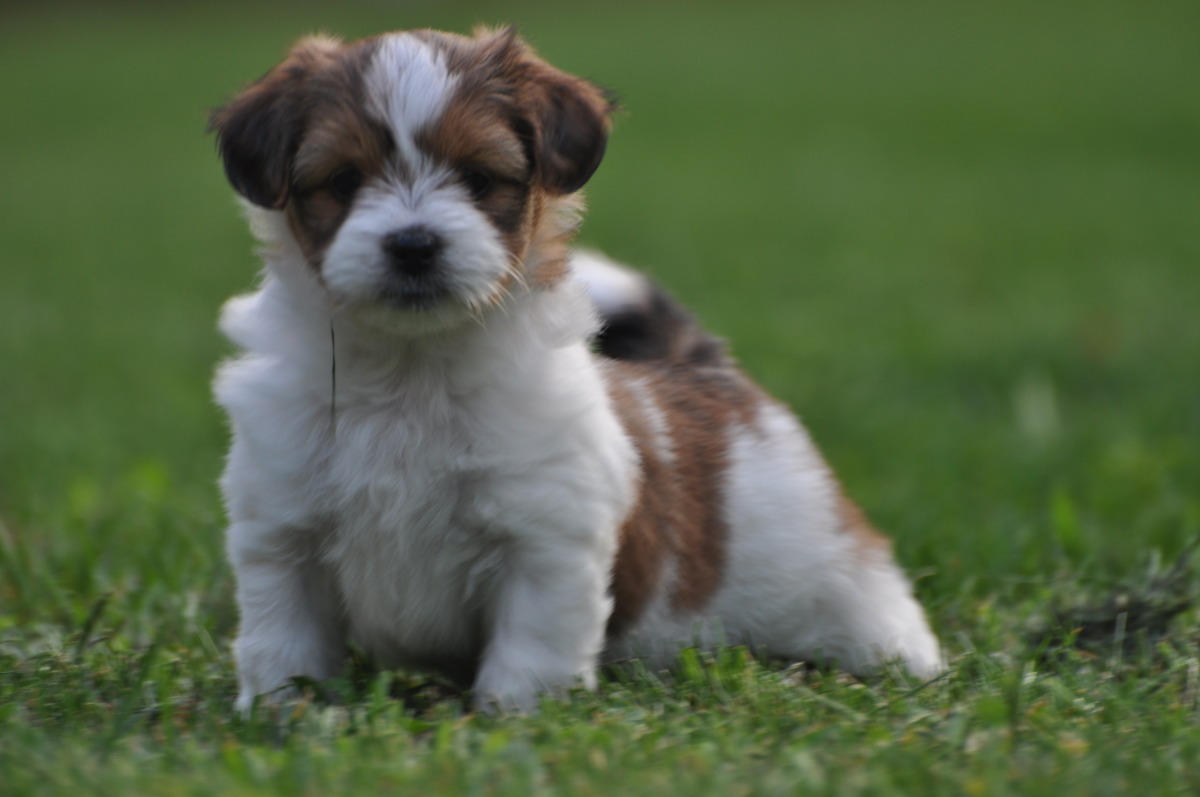 Shih Tzu Dog Wallpapers, Images, Photos, Pictures & Pics