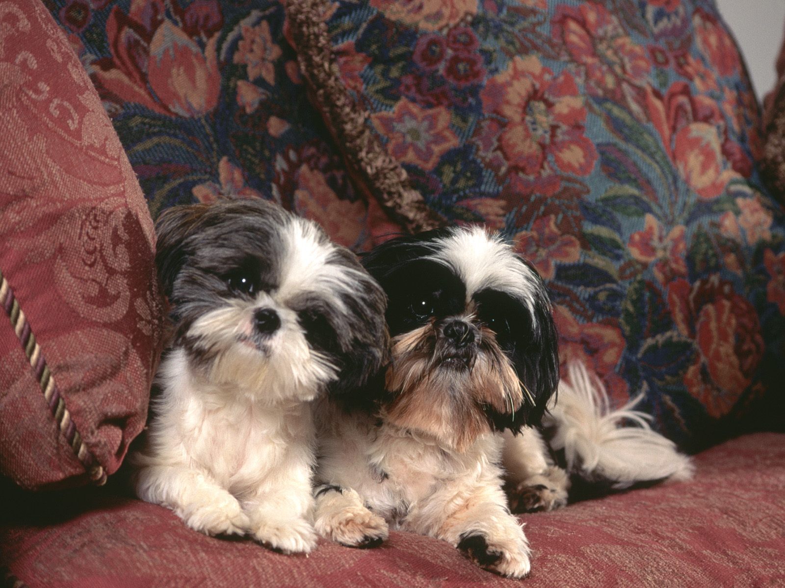 Two dogs shih tzu on the couch wallpapers and images - wallpapers