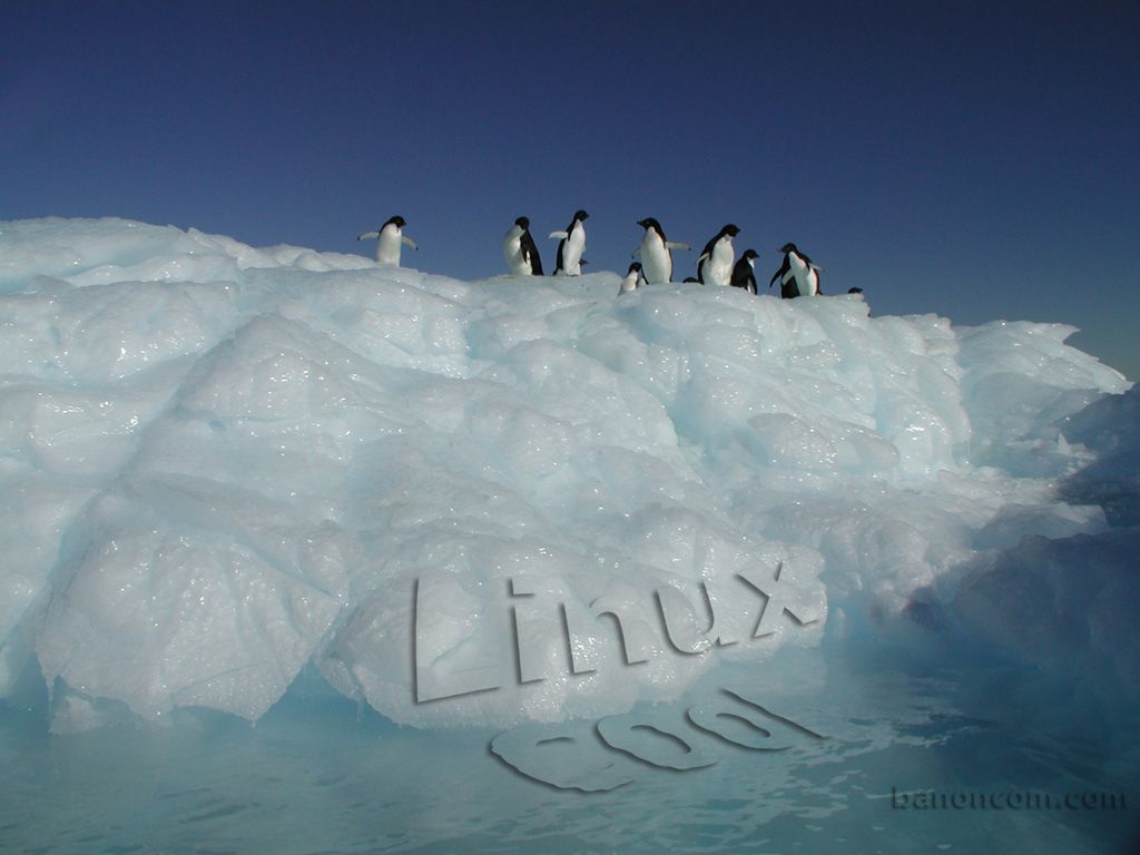Free Linux Penguin Wallpapers | banoncom