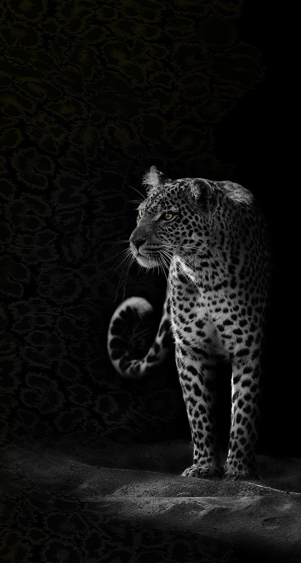 africa, animal, beautiful, black, black and white, cat, dangerous ...