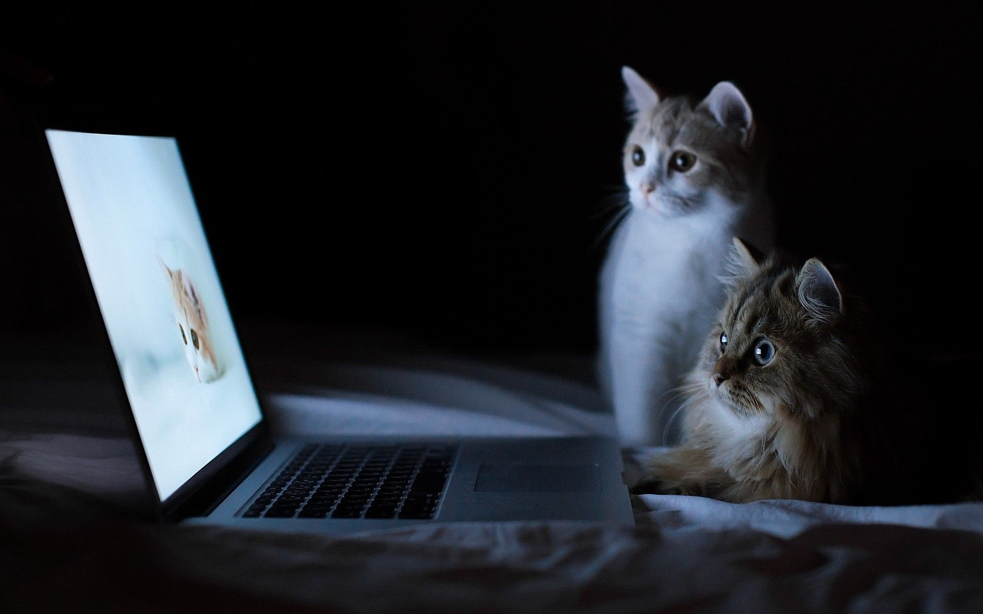 Cats and Laptop HD Wallpaper Free Cats and Laptop HD Wallpaper By ...
