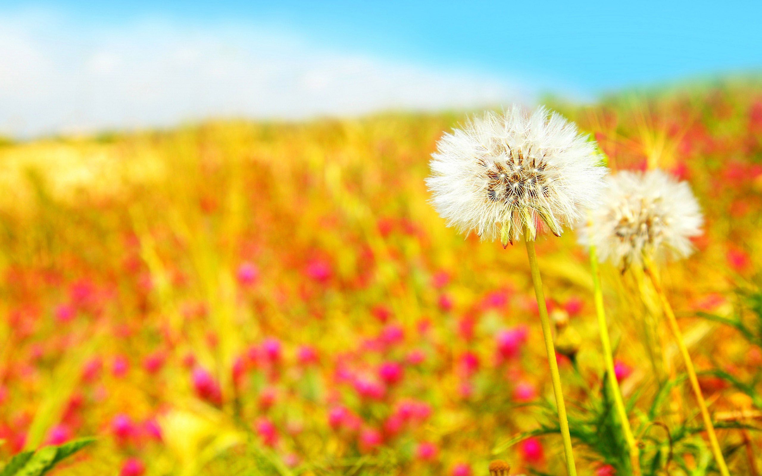 summer flower images and wallpapers Download