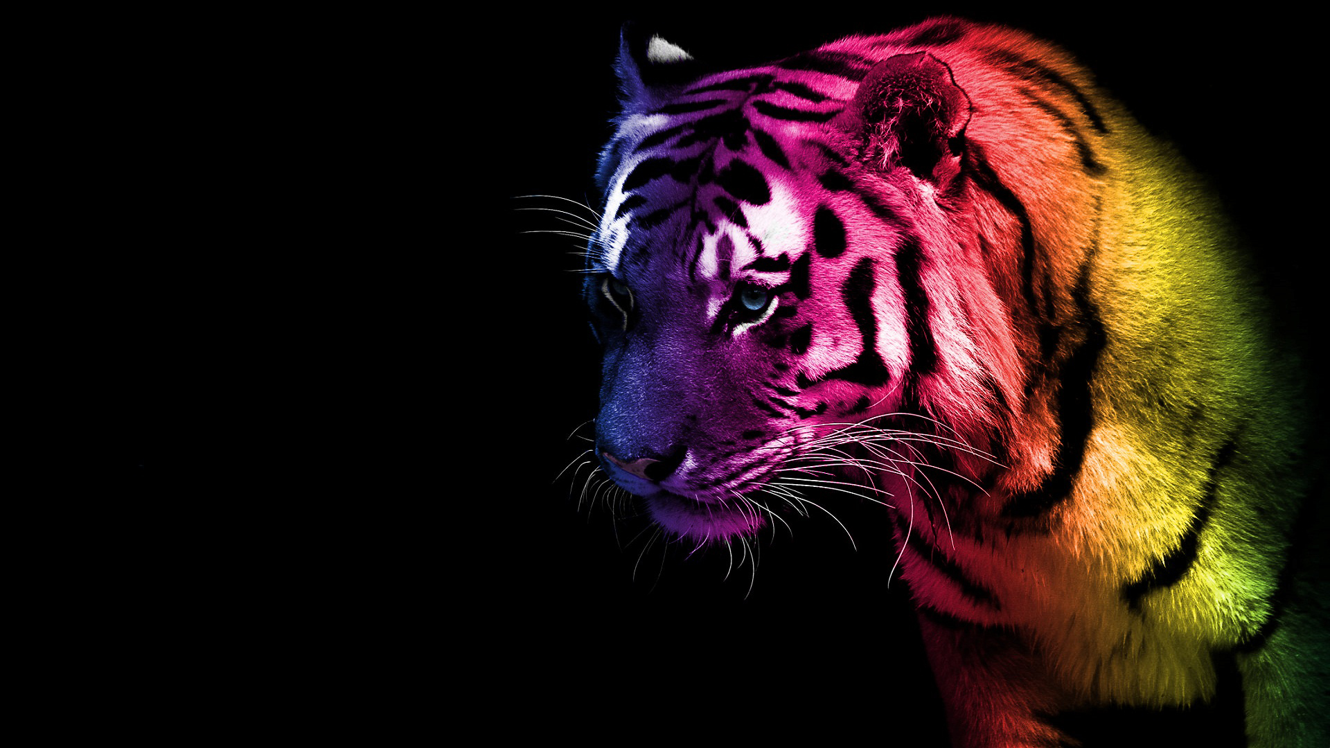 tiger colorful desktop background hd wallpapers - Free hd wallpapers