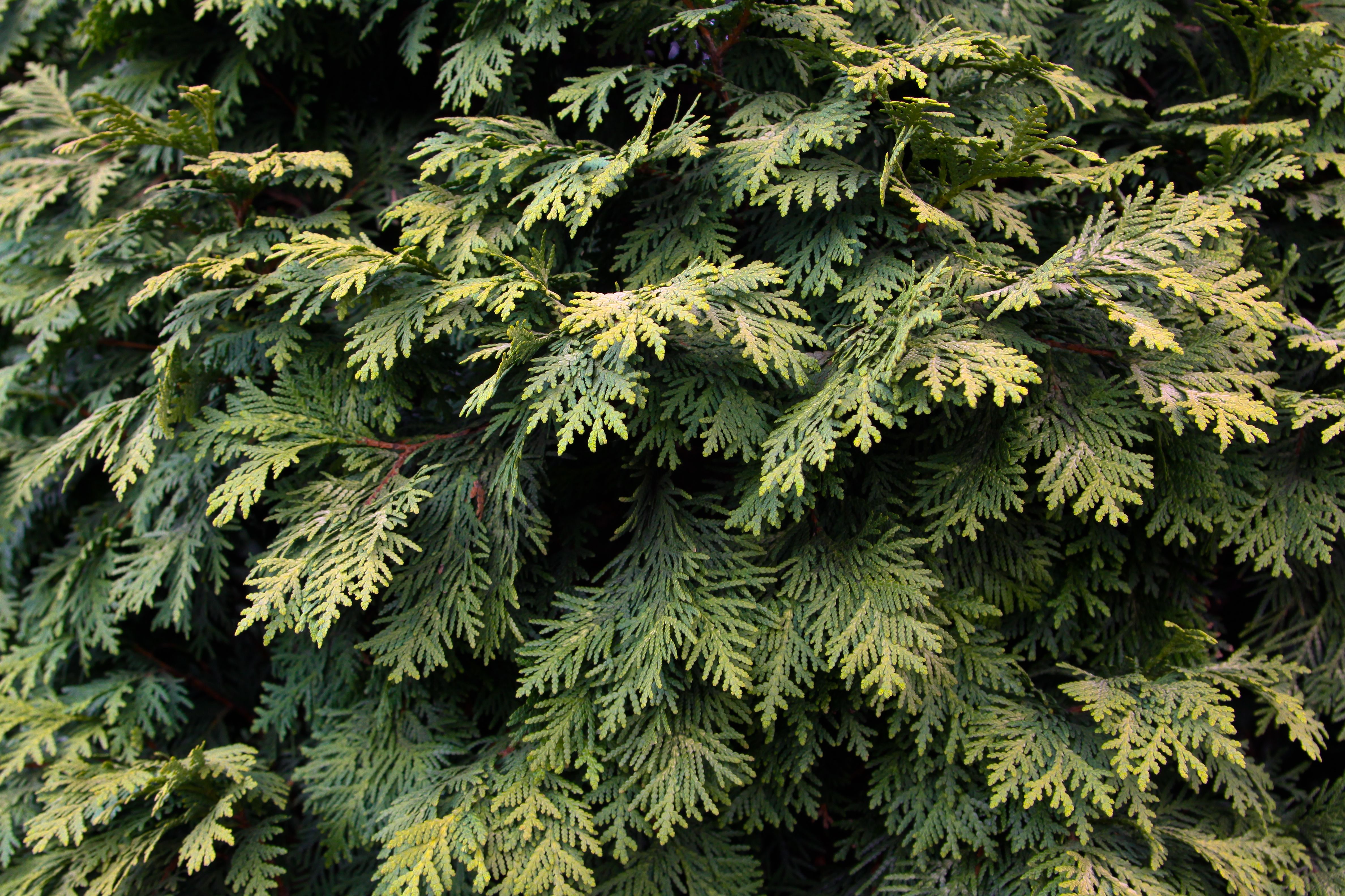 Download wallpaper plant, green, pine, tree, leaves, textures