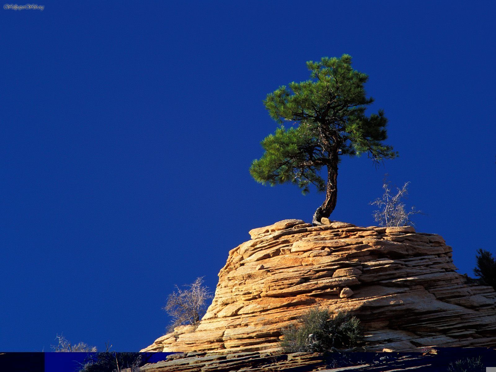 Nature: Single Pine Tree Atop Sandstone Formation, Zion National ...