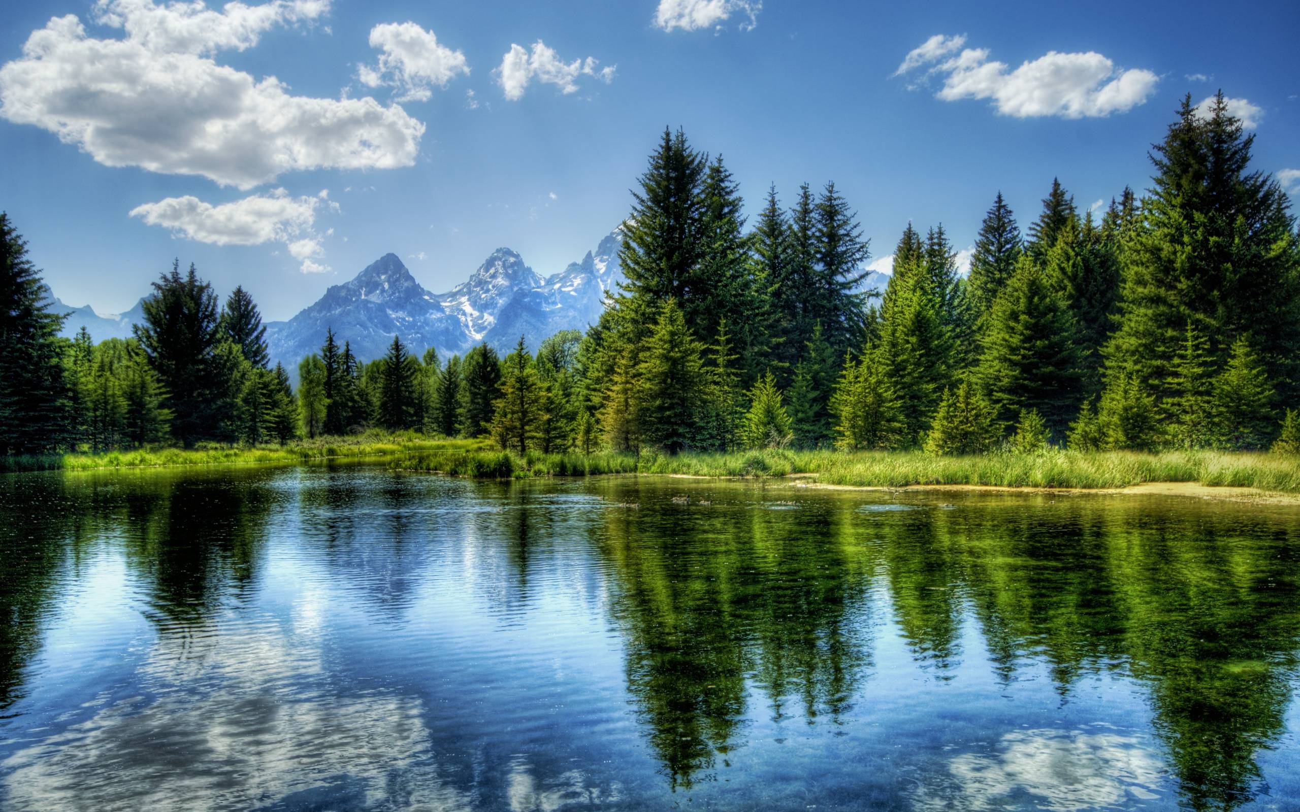Pine Trees Water Reflection | Cool Wallpapers