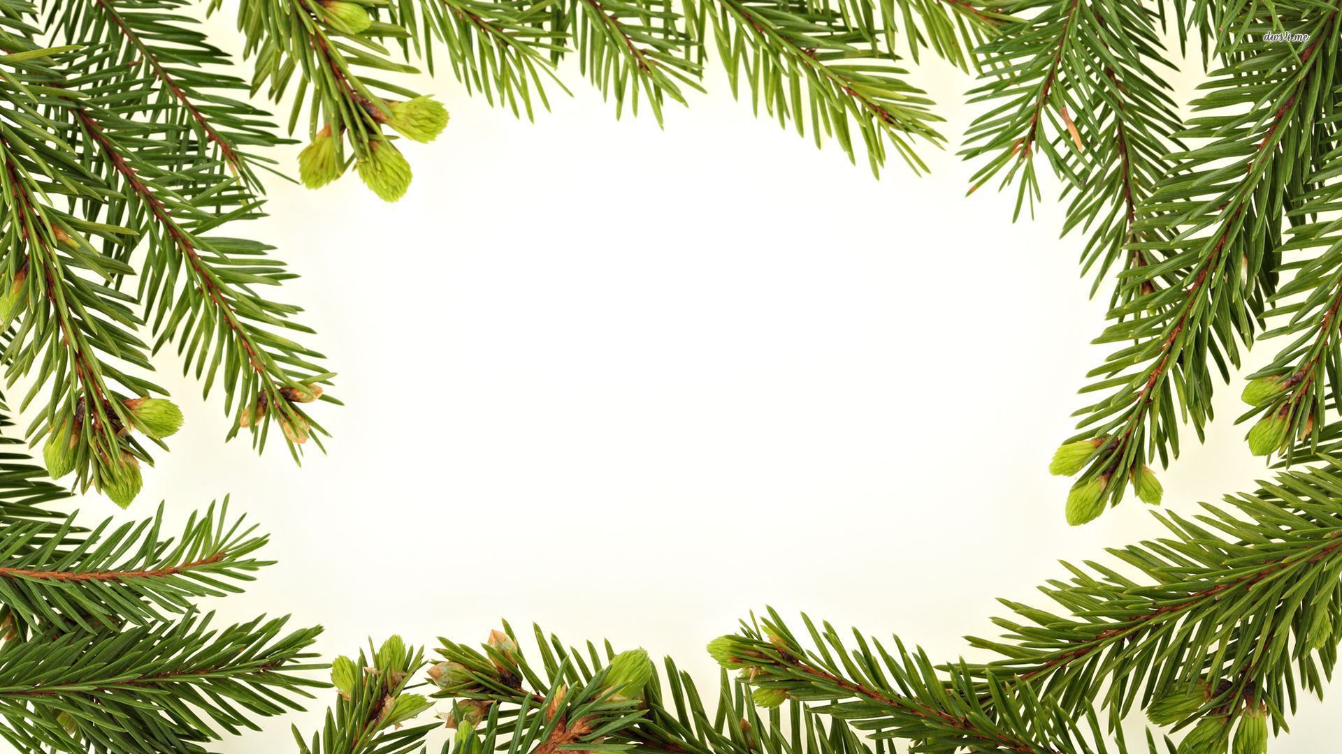Pine tree branches wallpaper - Holiday wallpapers - #34003