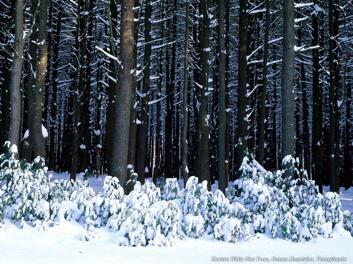 White pine trees wallpapers | White pine trees stock photos