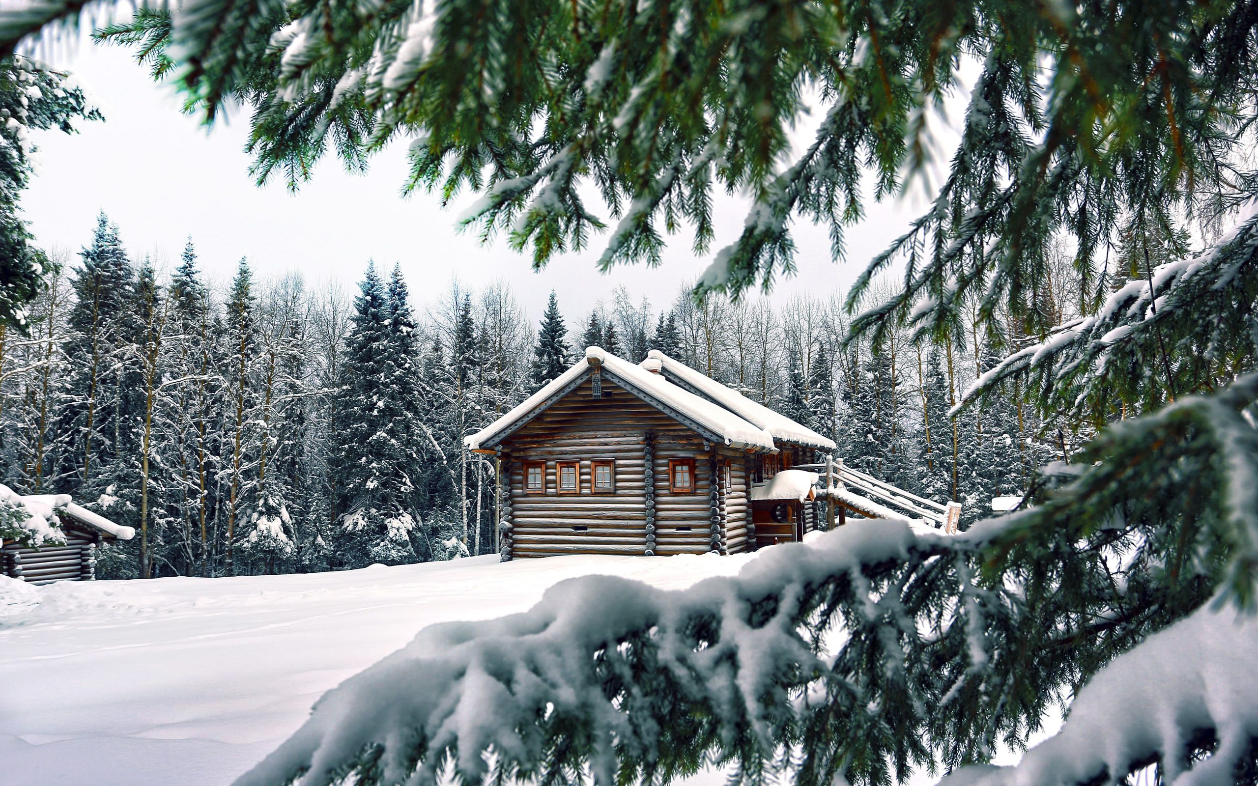 Snow winter house pine needles spruce trees wallpaper | 2560x1600 ...