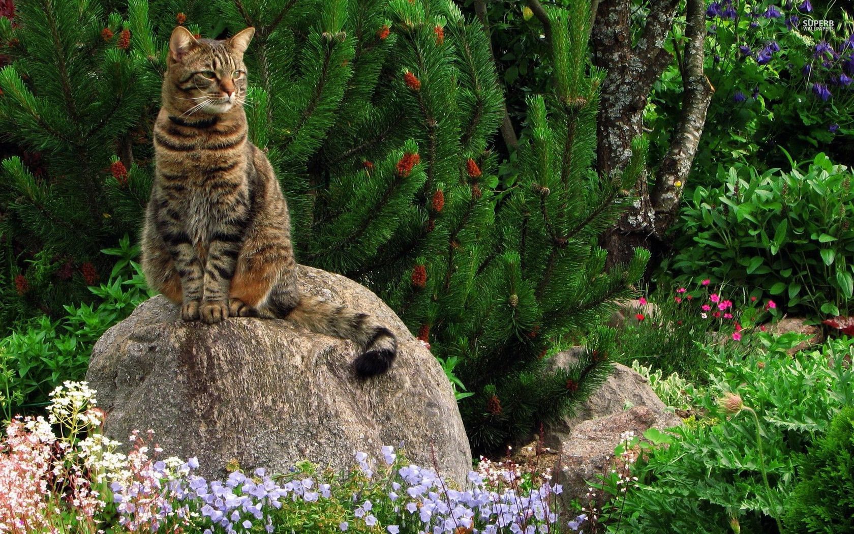 Cat on the rock near a pine tree wallpaper - Animal wallpapers ...