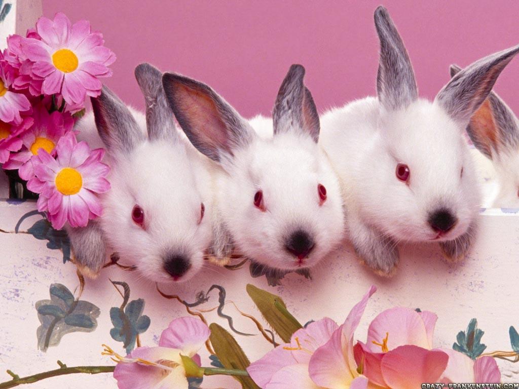Free wallpaper Easter bunnies easter wallpaper