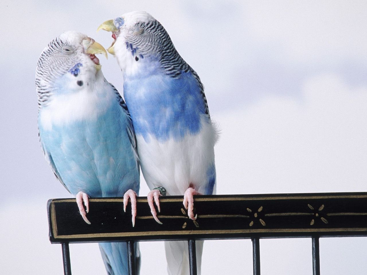 Animals: Cantankerous Parakeets, desktop wallpaper nr. 40993