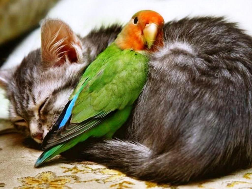 THE CAT AND THE PARAKEET WALLPAPER - (#44181) - HD Wallpapers ...