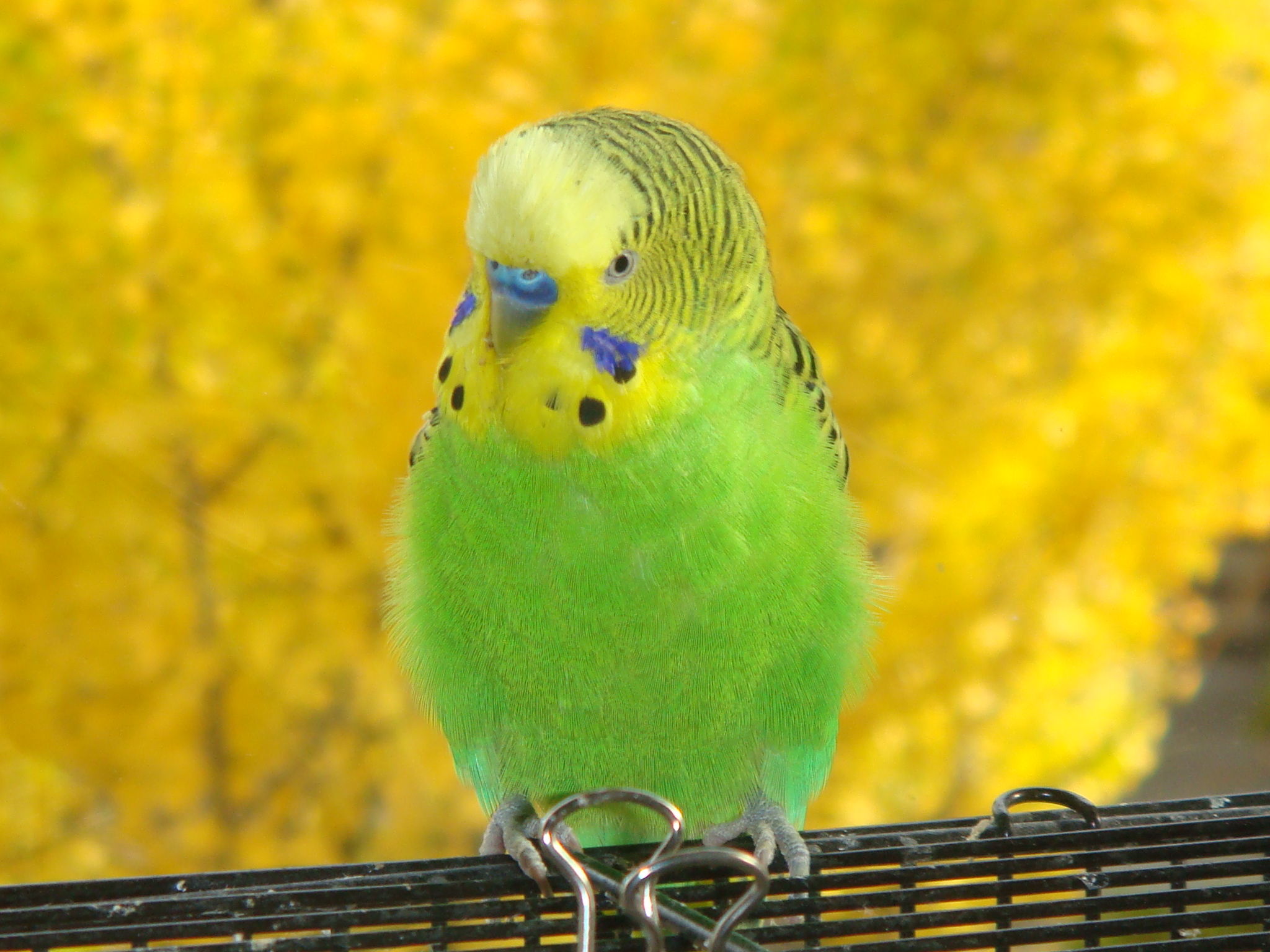 cute hd wallpapers of parakeet bird free download amazing high ...