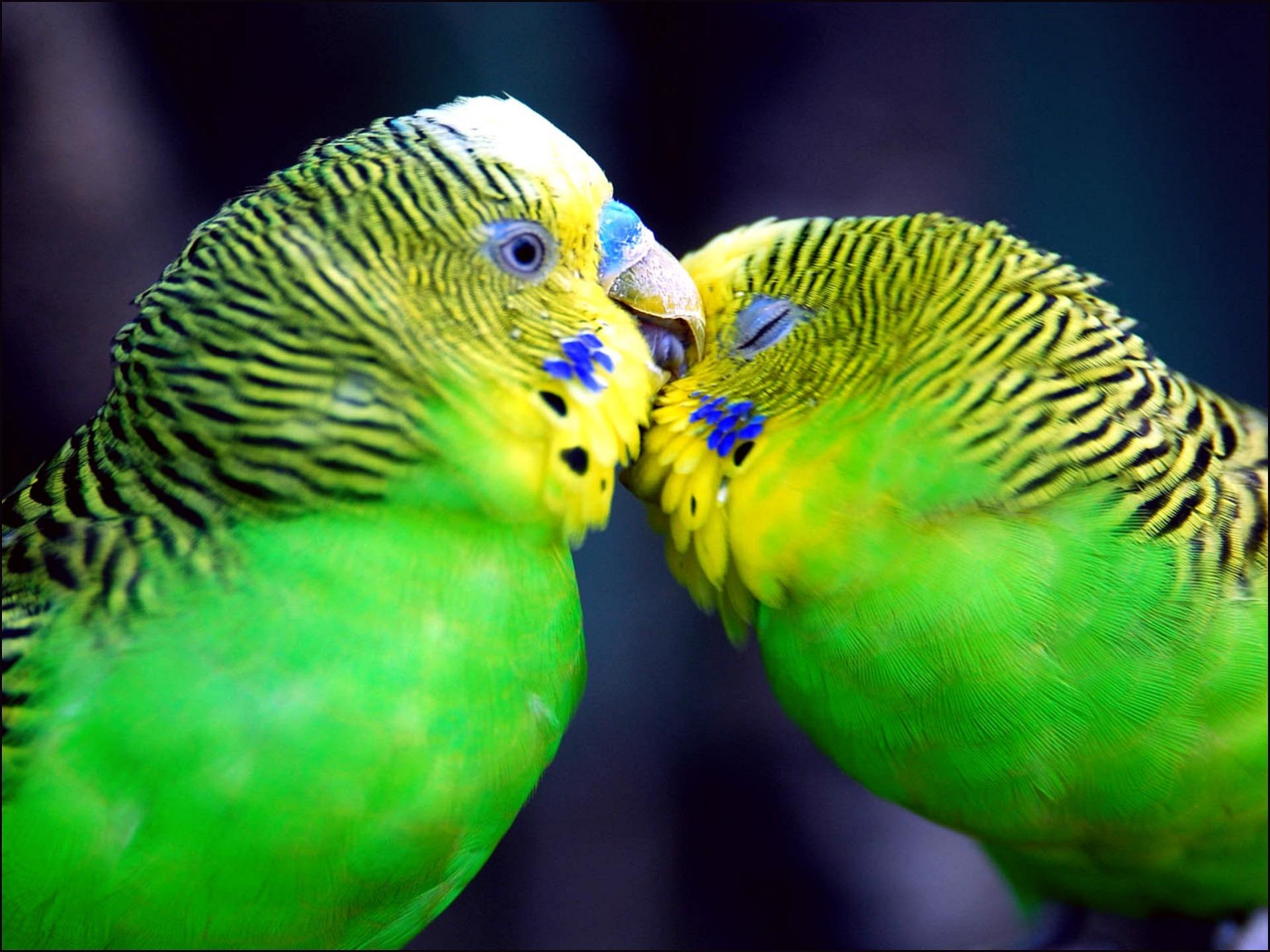 Parakeets Wallpapers >> Backgrounds with quality HD