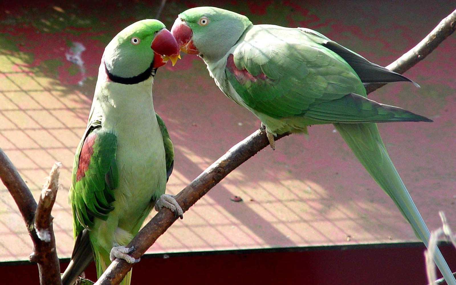 Parakeet Wallpaper - Animals Town