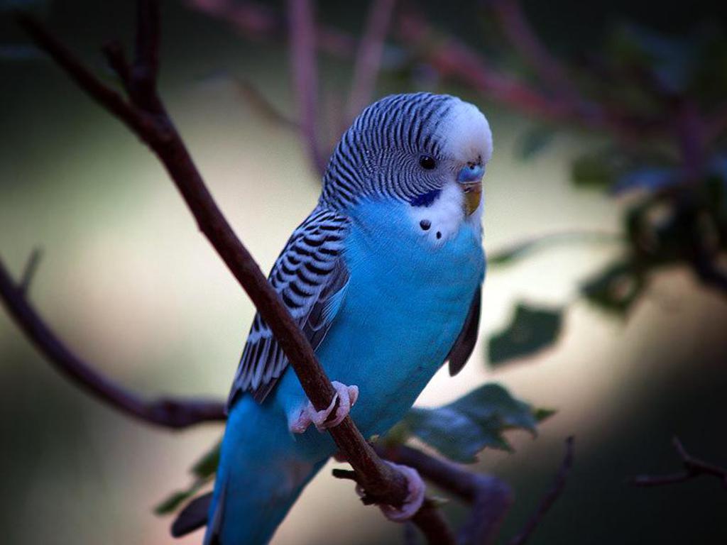 Parakeet Bird Images