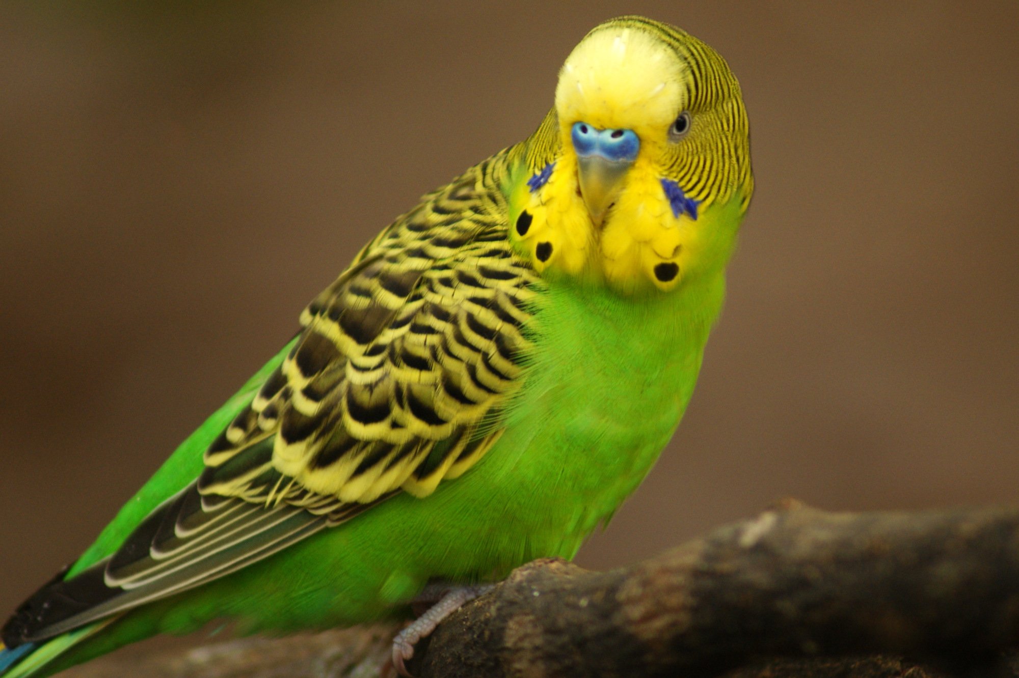 Parakeet budgie parrot bird tropical (58) wallpaper | 2000x1332 ...