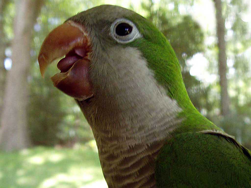 Parakeet Wallpapers - Animals Town