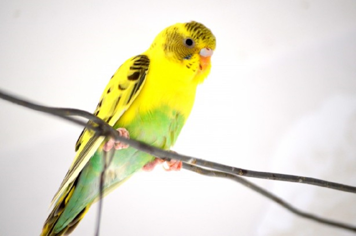 Birds: Multi Coloured Budgie Green Yellow Bird Color Parakeet ...