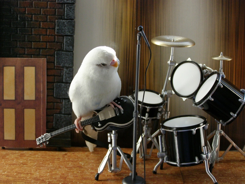birds guitars drums budgie parakeet 1600x1200 wallpaper – Animals ...