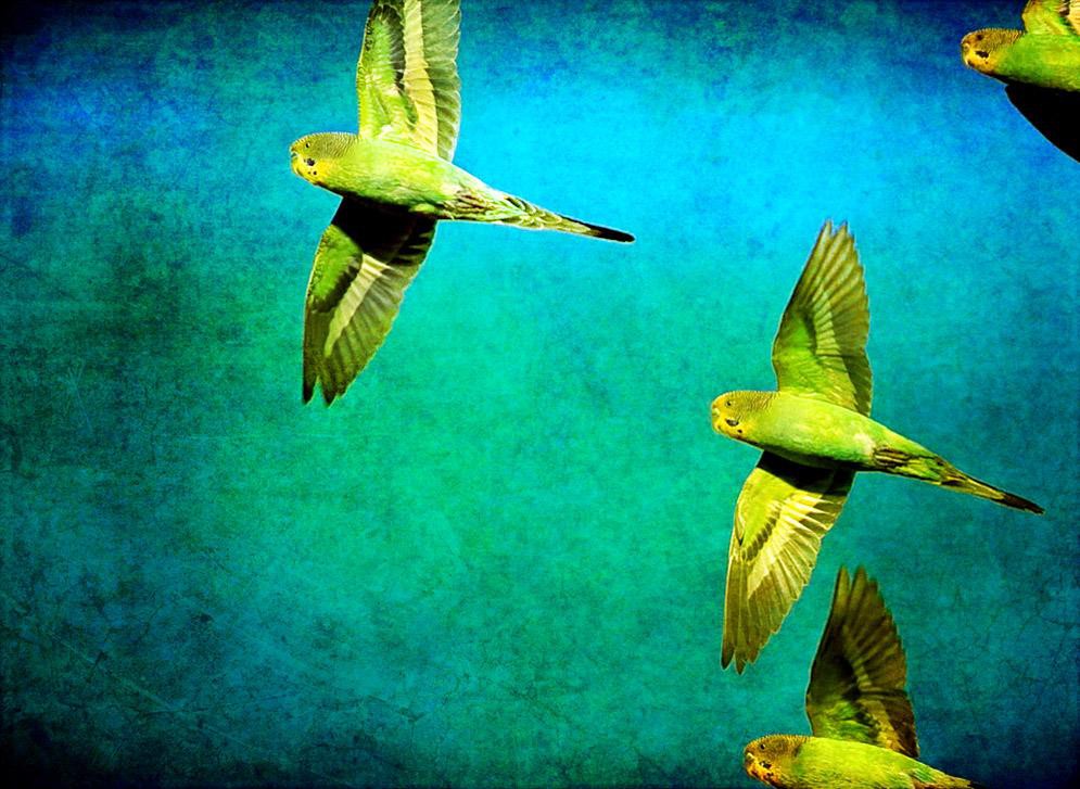 Birds: Parakeets Animal Parakeet Birds Desktop Wallpapers for HD ...