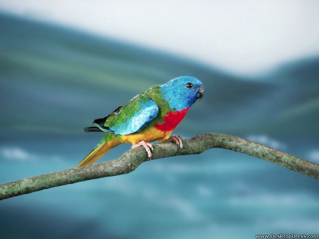 Desktop Wallpapers » Animals Backgrounds » Splendid Grass Parakeet ...
