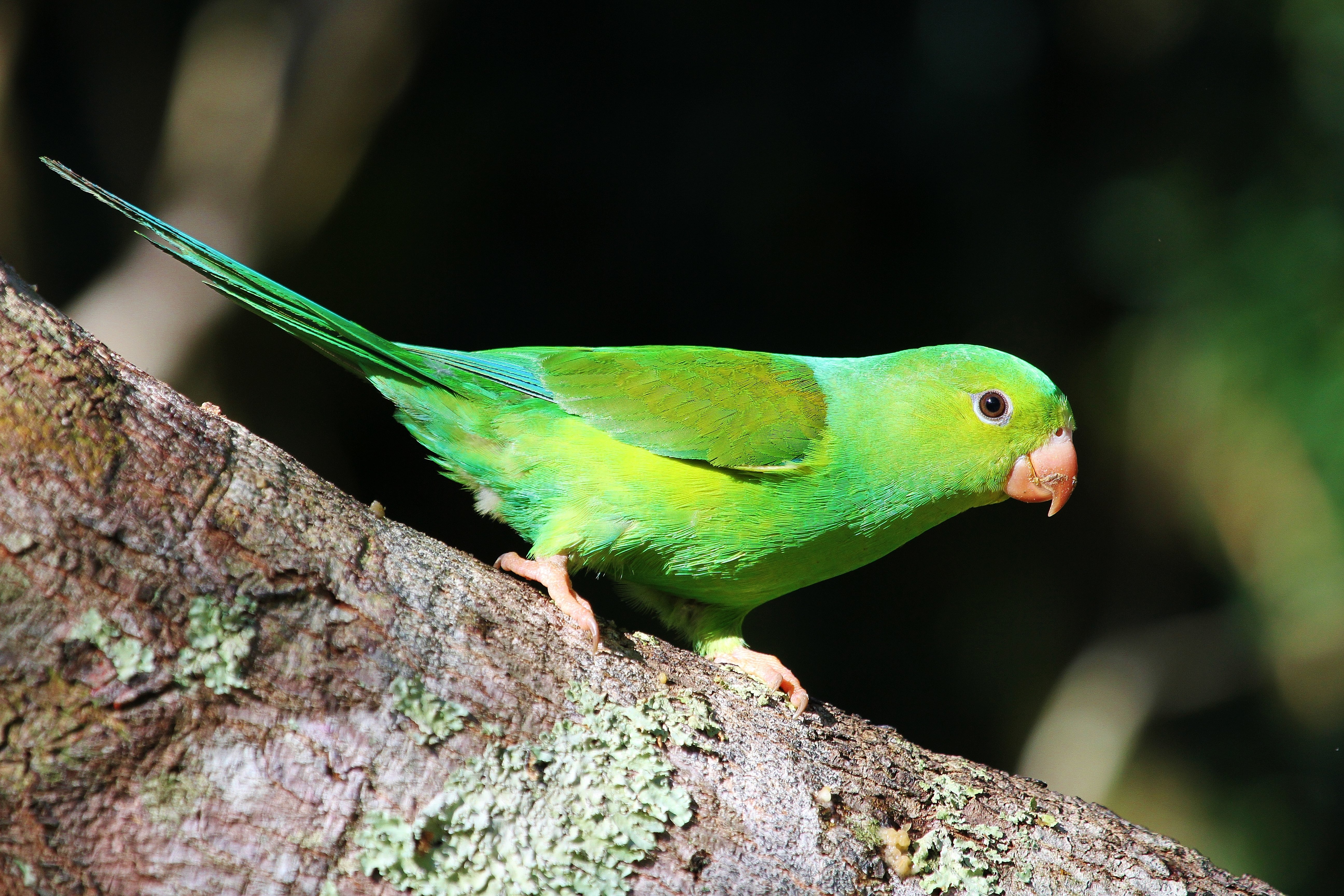 Parakeet budgie parrot bird tropical (60)_JPG wallpaper ...