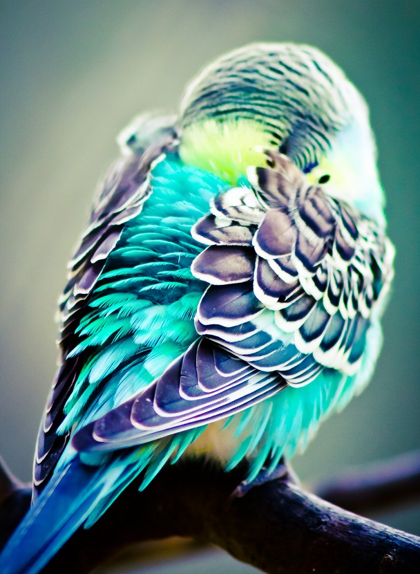Parakeet - National Geographic Photo Contest 2012 - National ...