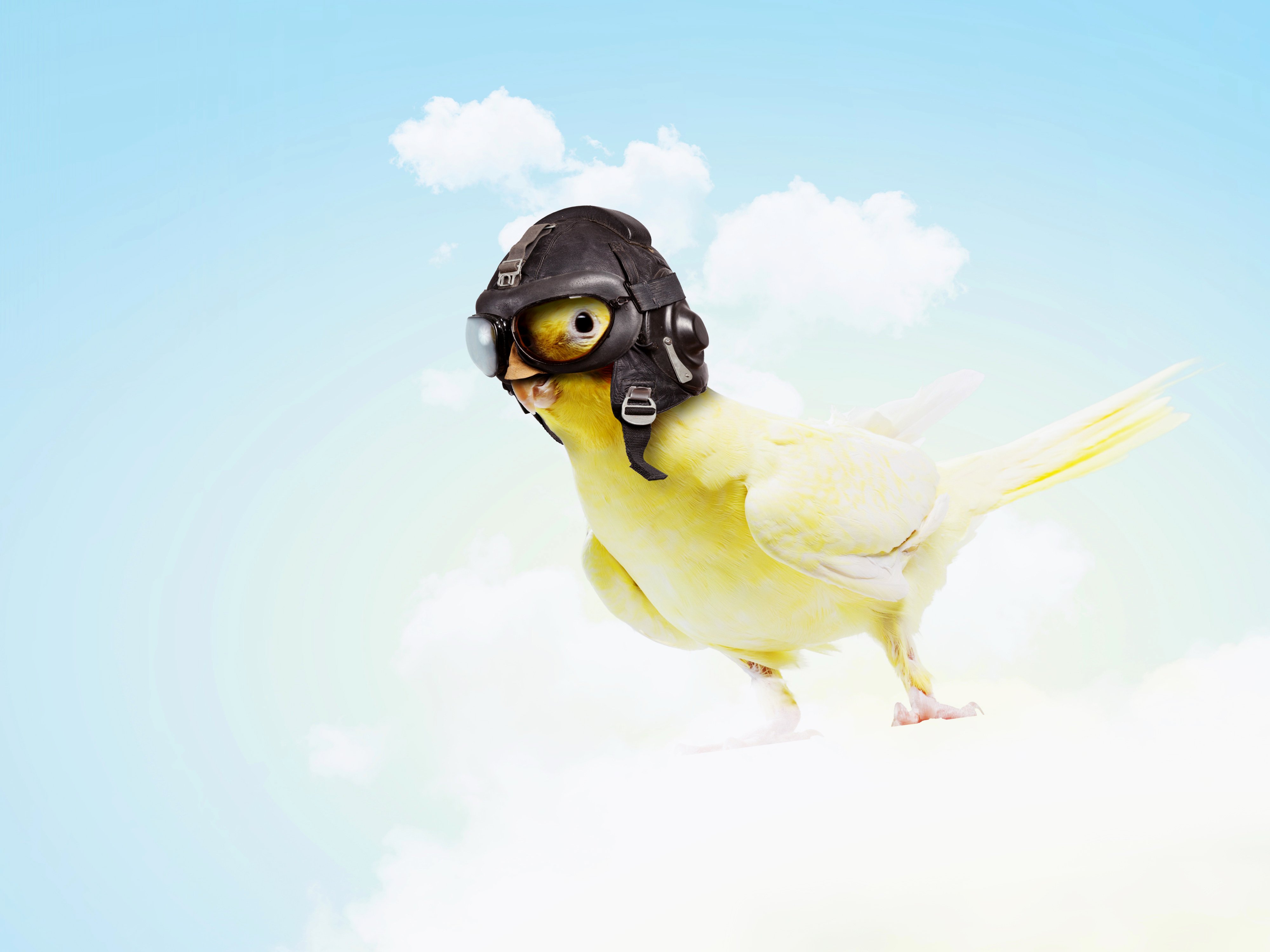 Sky Helmet Animals Humor parrot parakeet wallpaper | 4000x3000 ...