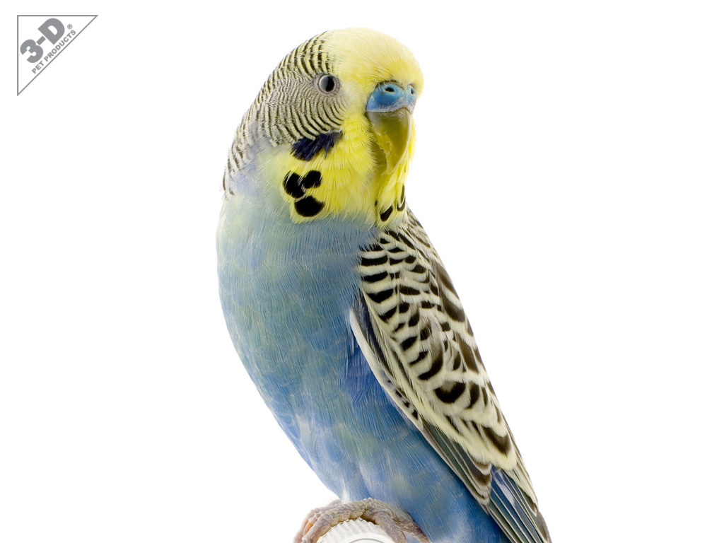 Parakeet - 3D® Pet Products3D® Pet Products