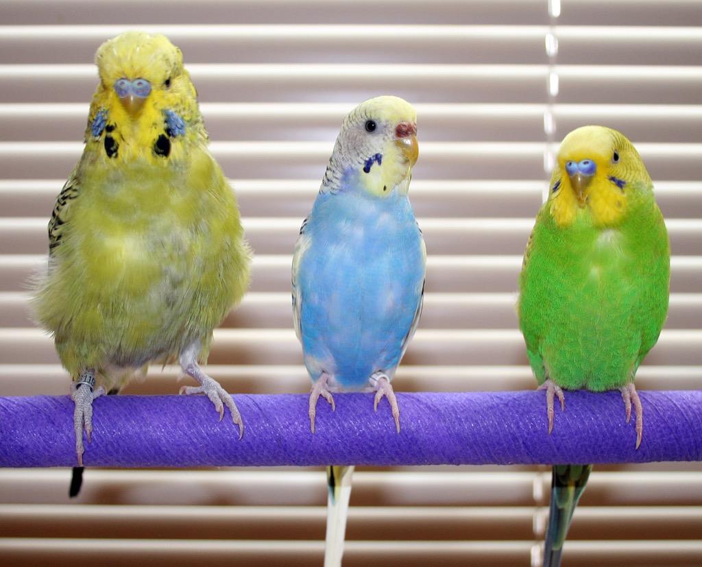 Cute Parakeets Wallpapers - Android Apps on Google Play