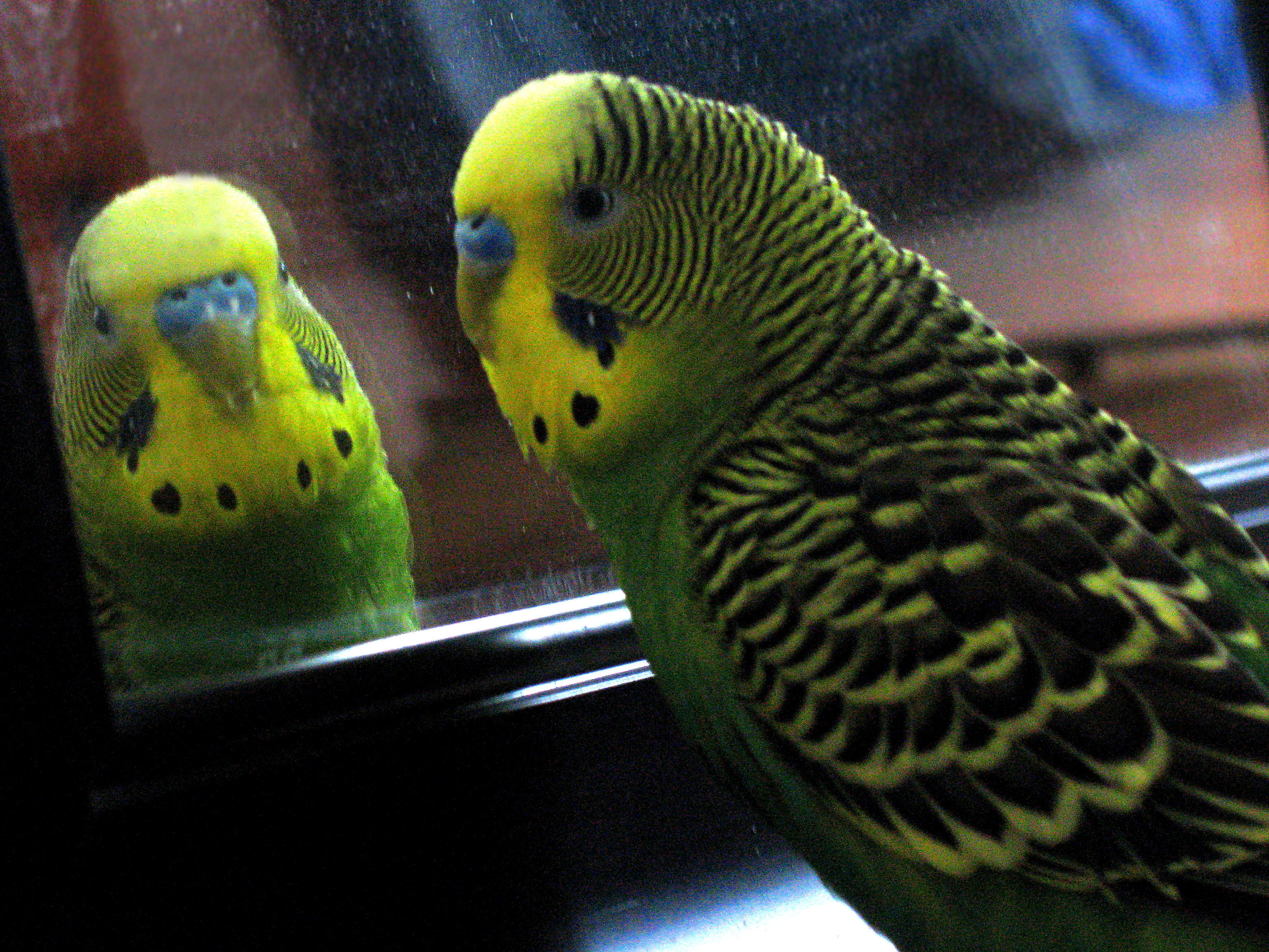 lovely parakeet birds hd wallpapers free download best desktop ...
